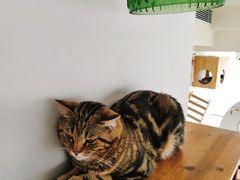 -Catmate·猫肥家润(金润铂宫店)