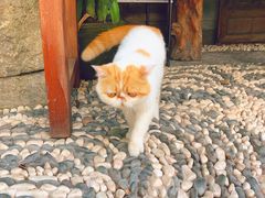 -喵屿·大理花园猫咖