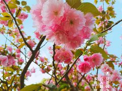 -高东镇樱花园