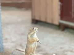 -清迈夜间动物园