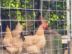 -戴超香油鸡饭店