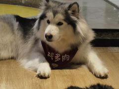 -Husky Go! 哈士奇体验馆·宠物咖啡厅狗咖