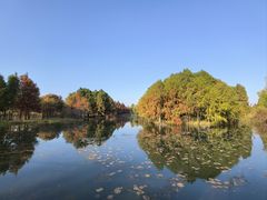 -贡湖湾湿地公园