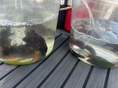 -小猫钓鱼海钓俱乐部(椰梦长廊店)