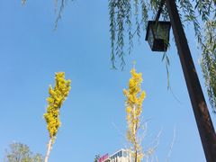 -雁滩公园