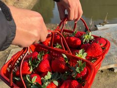 -胜丰草莓采摘园