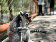 -北京野生动物园