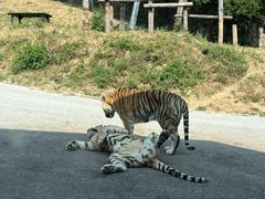 -大连森林动物园