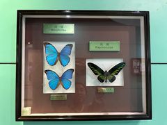 -上海昆虫博物馆