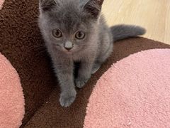 -猫咪派对(江南西店)