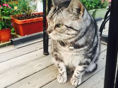 -海边的猫和咖啡馆