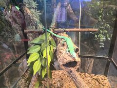 -正佳雨林生态植物园