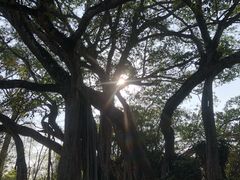 -瑞丽独树成林风景区