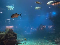 -涛·海底餐厅·美人鱼·自助餐·海底隧道(三亚海棠湾洲际度假酒店)