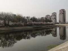 -桃花堤公园