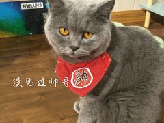 -绒爪撸猫下午茶·猫咖