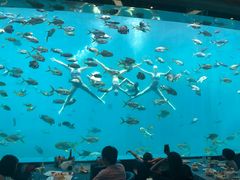 -瑞德姆美人鱼海底演艺主题餐厅(亚龙湾店)
