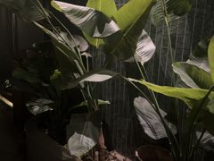 -涟LIAN·泰式按摩·MASSAGE·SPA(华强北店)