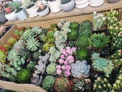 -双季花艺园艺市场(浦东店)