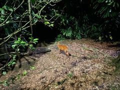 -夜间野生动物园