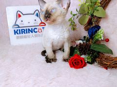 -十年猫舍·猫咪专门店(普陀店)