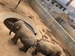 -西霞口神雕山野生动物世界