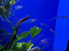 -上海海洋水族馆