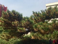 -辽宁大学(崇山校区)