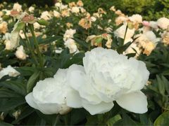 iphone_upload_pic-景山公园