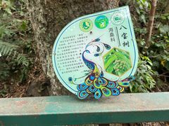 -西双版纳原始森林公园