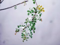 -东北大学(南湖校区)
