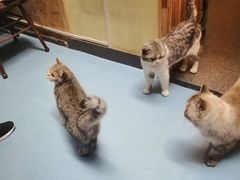 -猫色咖啡·猫咖
