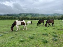 -新疆那拉提国家旅游度假区