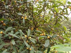 -塘栖枇杷特色园区