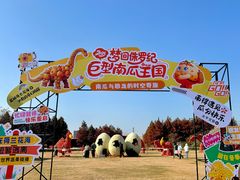 -荷兰花海