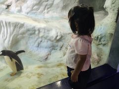 -帝企鹅自助餐厅•儿童岛•真企鹅(长隆企鹅酒店)