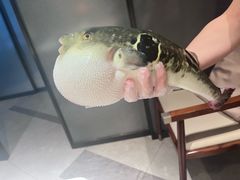 -鲐赏河豚(长寿店)