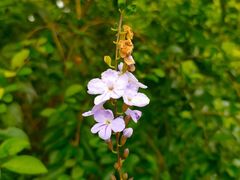 -海口火山口国家地质公园