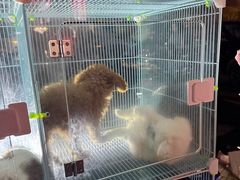 -荷兰街