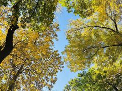 -三里屯东五街银杏大道