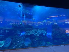 -迪拜水族馆及水下动物园