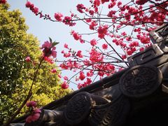 -南汇桃花村
