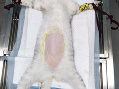 -菲丽丝宠物医院·24小时·猫科中心·免疫点(淮海分院)