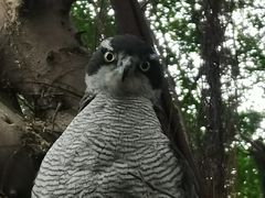 -广州长隆飞鸟乐园