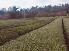 -雪绿茶博物馆