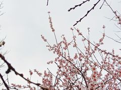 -桃花堤公园