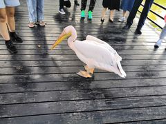 -南沙十九涌渔人码头-南门