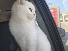 -糯米喵星人总部直营旗舰店·猫舍·幼猫出售
