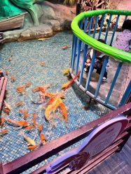 -酷嗒动物文化乐园(cutezoo西溪乐天城店)