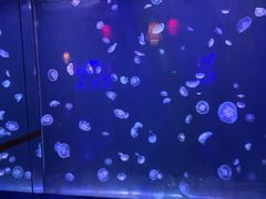 -太平洋海底世界